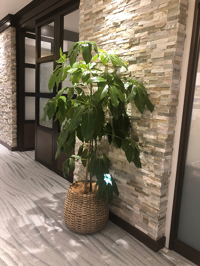 観葉植物レンタルLサイズ