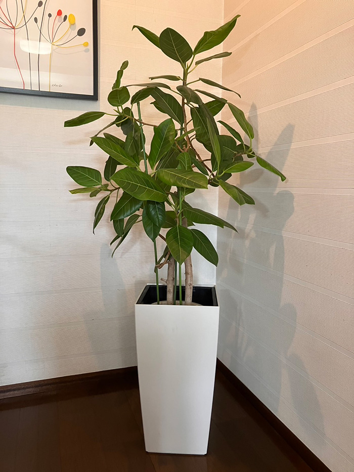 観葉植物レンタルMサイズ