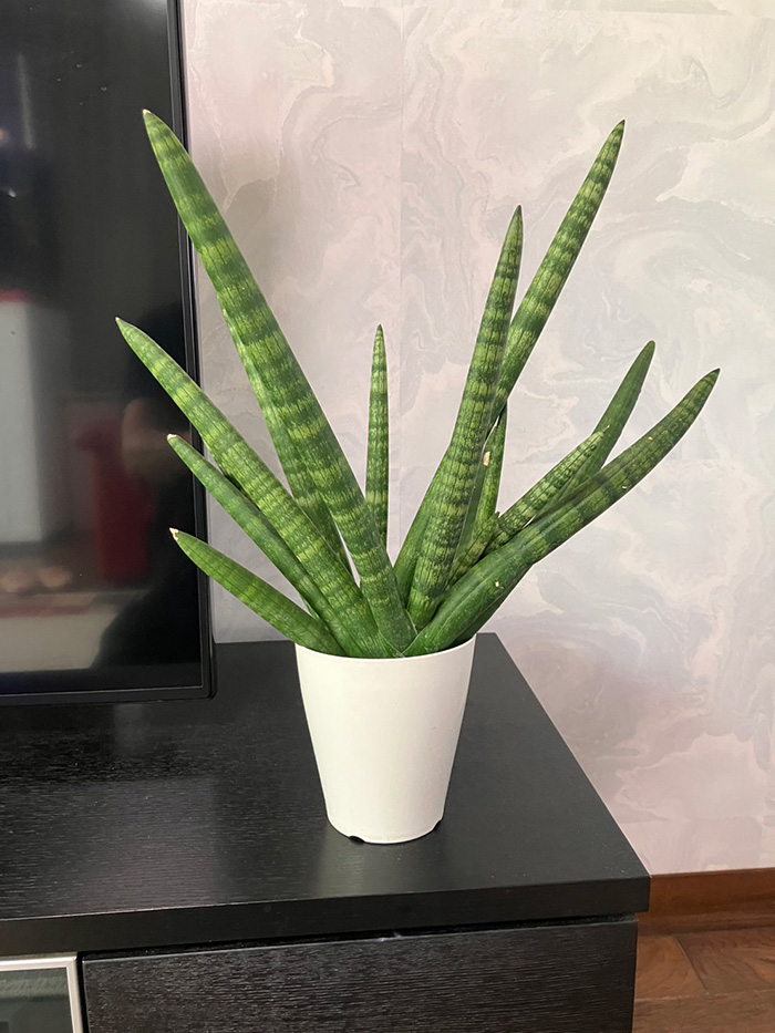 観葉植物レンタルSサイズ