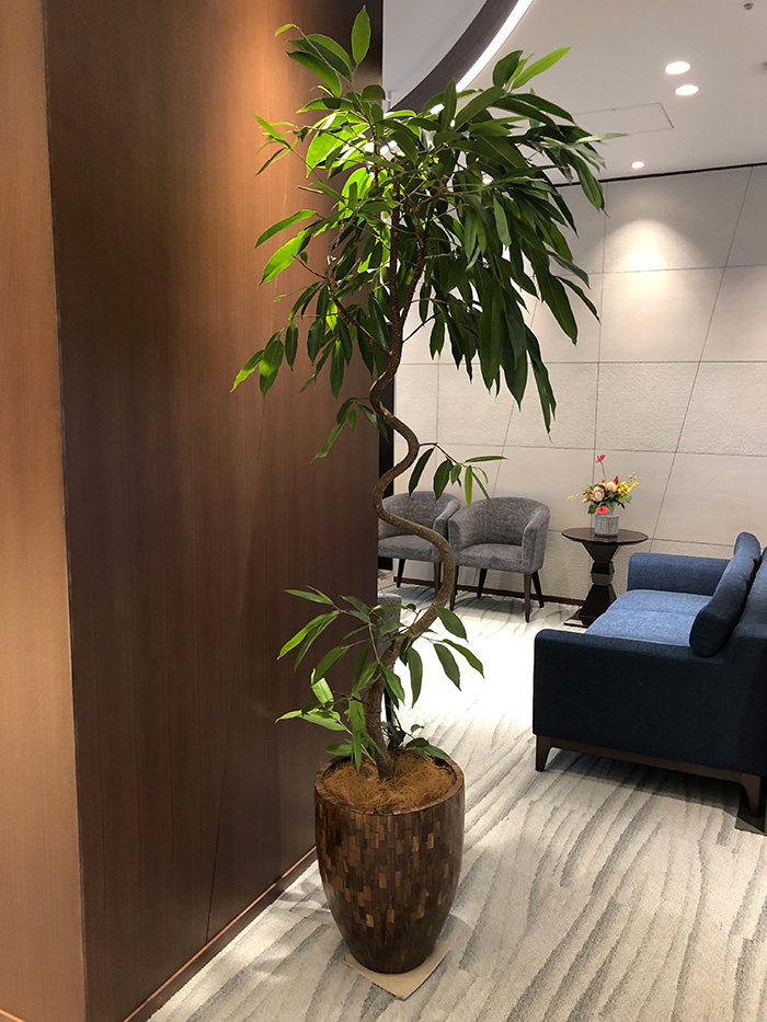 観葉植物レンタル事例ホテル