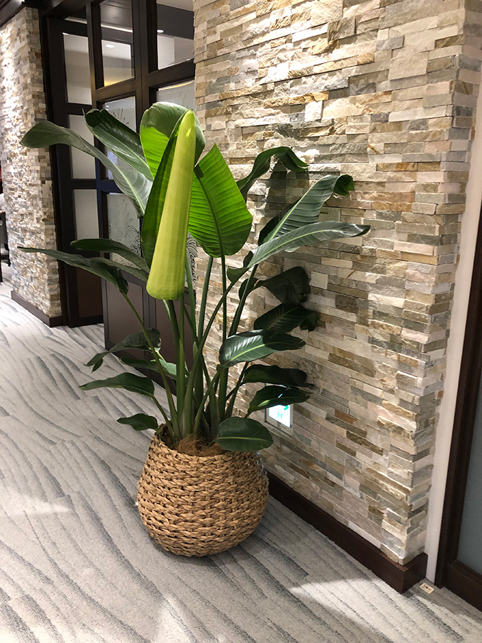 観葉植物レンタル事例ホテル