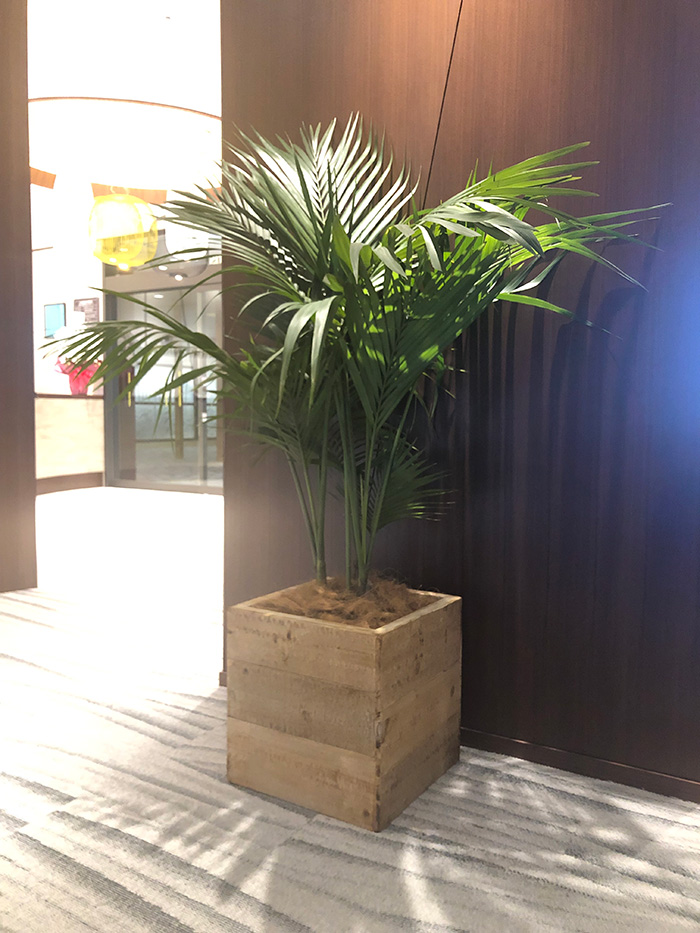 観葉植物レンタル事例ホテル