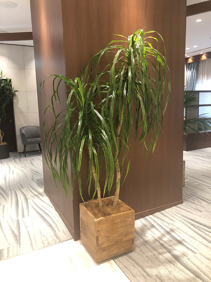 観葉植物レンタル事例ホテル